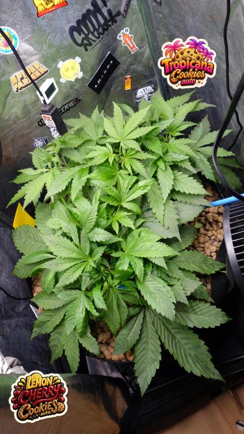 auto COOKIES. Week 4 - d 25