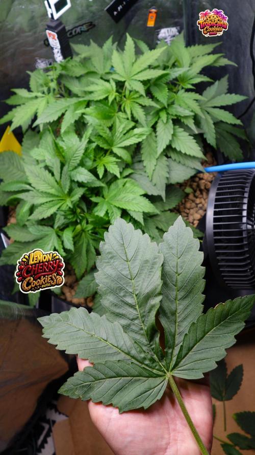 auto COOKIES. Week 4 - d 25 light defoliation
