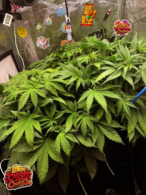auto COOKIES. Week 5