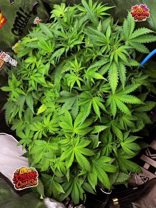 auto COOKIES. Week 5