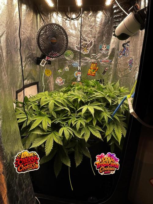 auto COOKIES. Week 5