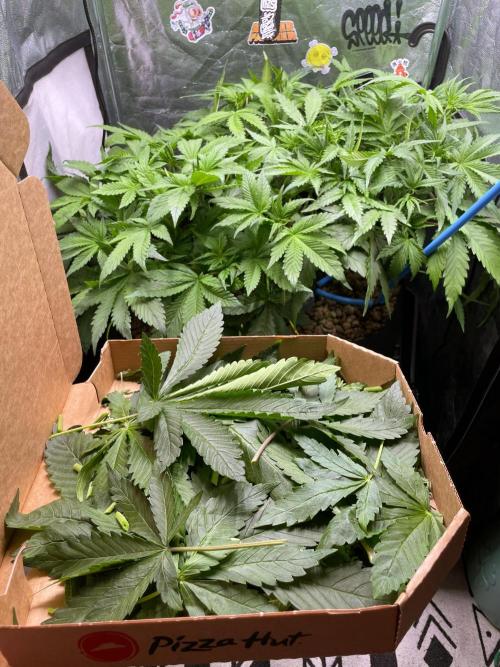 auto COOKIES. Week 5