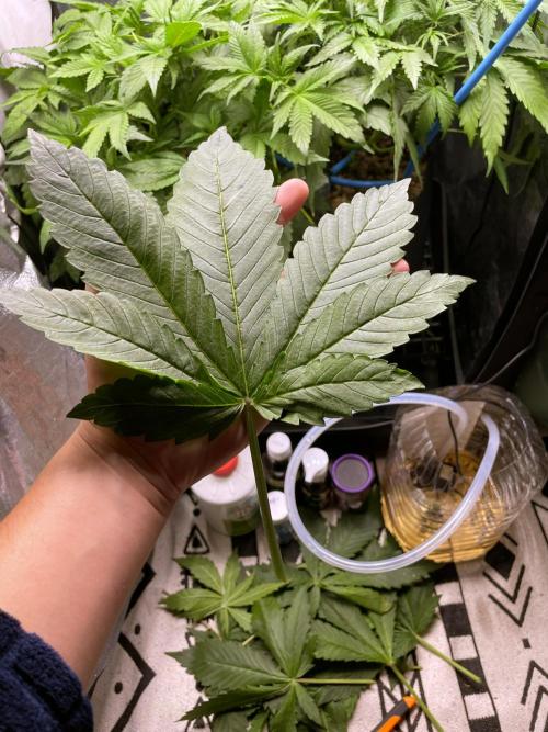 auto COOKIES. Week 5