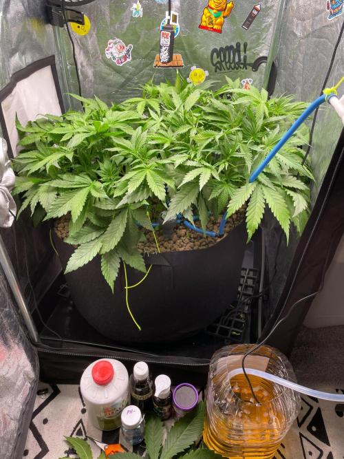 auto COOKIES. Week 5