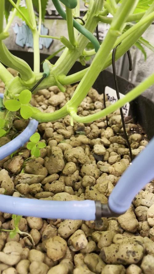 auto COOKIES