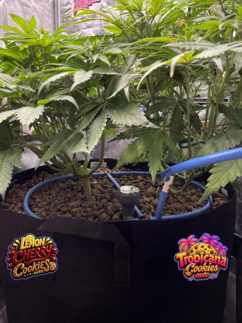 auto COOKIES. Week 6 - day 42