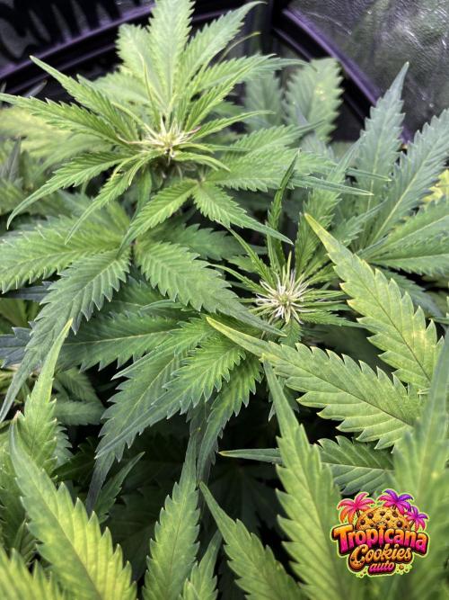 auto COOKIES. Week 6 - day 42
