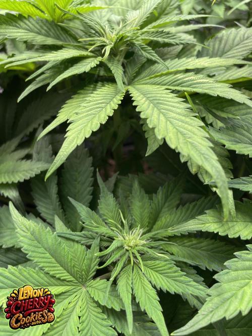 auto COOKIES. Week 6 - day 42