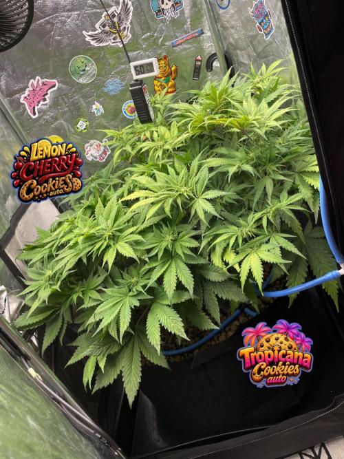 auto COOKIES. Week 6 - day 42