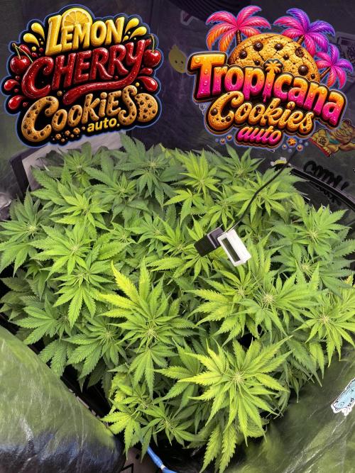 auto COOKIES. Week 6 - day 42