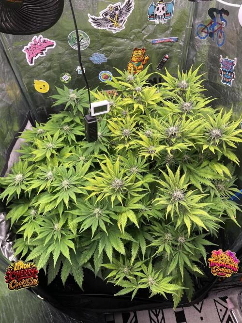 auto COOKIES. Week 7
