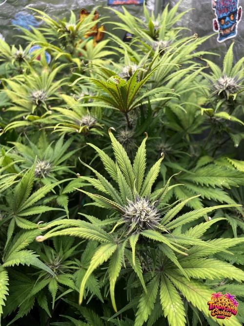 auto COOKIES. Week 7
