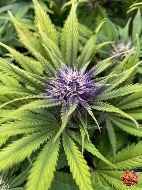 auto COOKIES. Week 7