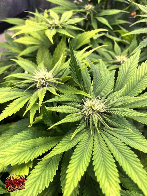 auto COOKIES. Week 7