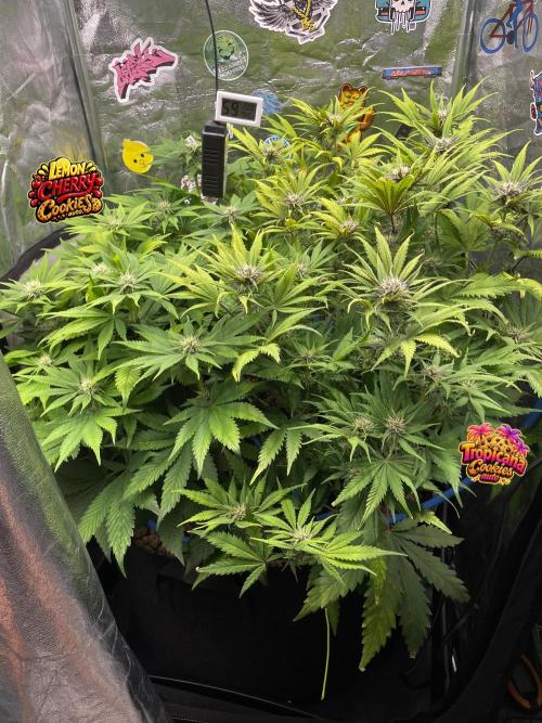 auto COOKIES. Week 7
