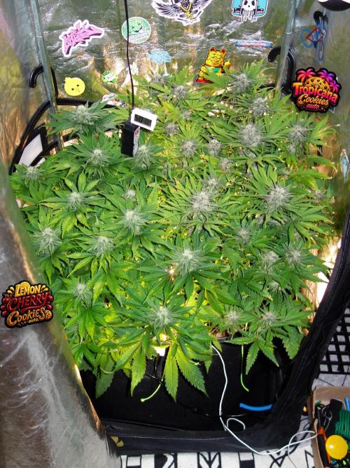 auto COOKIES. Week 8