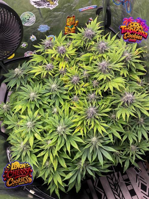 auto COOKIES. Week 8