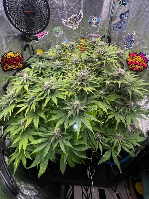 auto COOKIES. Week 8