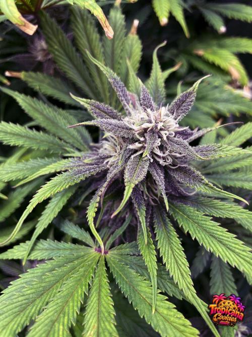 auto COOKIES. Week 8