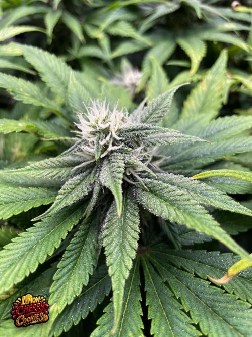 auto COOKIES. Week 8