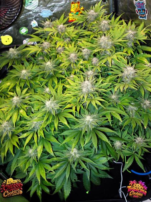 auto COOKIES. Week 8