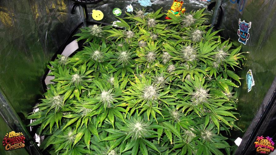 auto COOKIES. Week 8