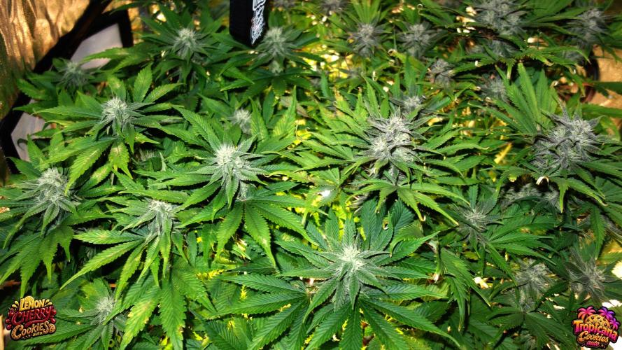 auto COOKIES. Week 8