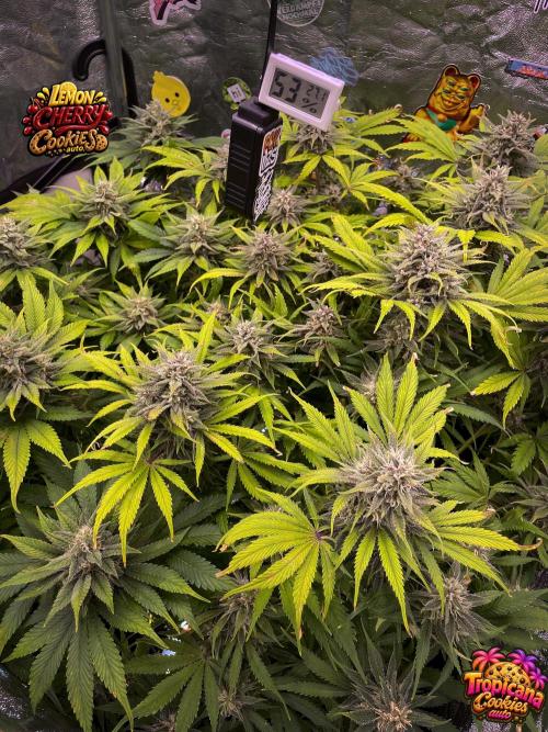 auto COOKIES. Week 9