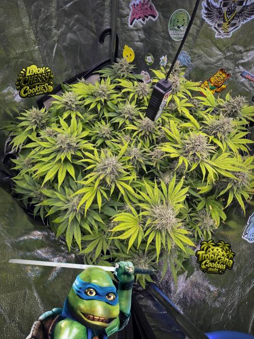 auto COOKIES. Week 9