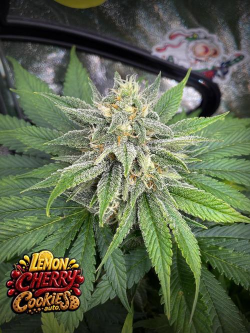 auto COOKIES. Week 9