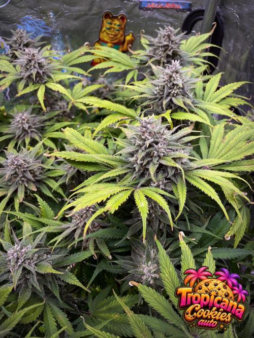 auto COOKIES. Week 9
