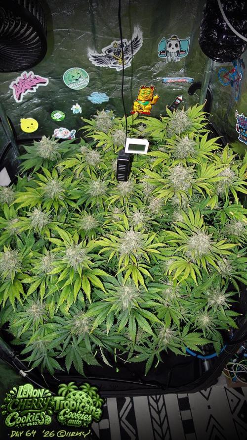auto COOKIES. Week 9