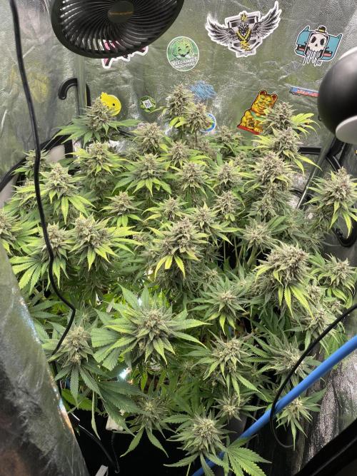 auto COOKIES. Week 10