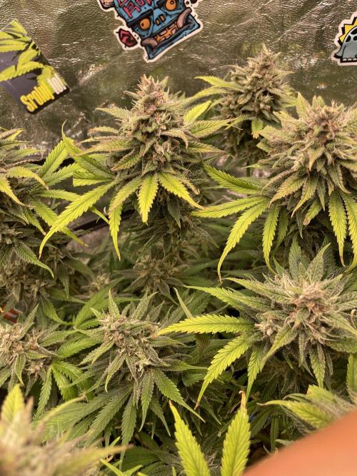 auto COOKIES. Week 10