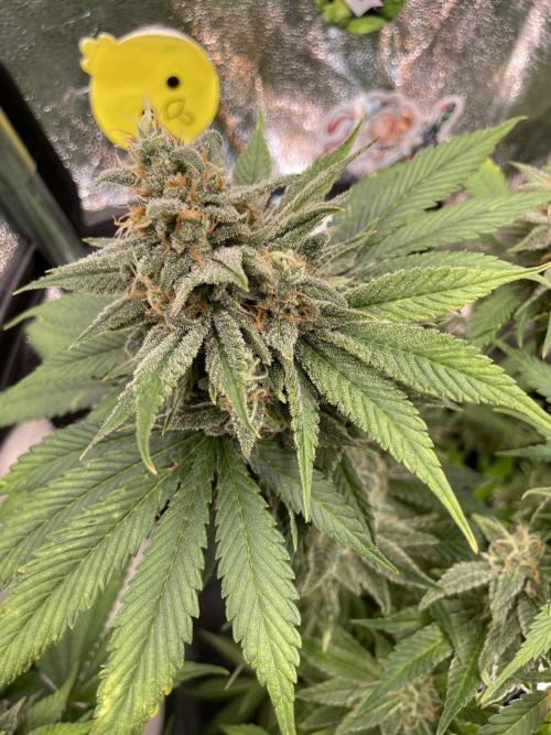 auto COOKIES. Week 10