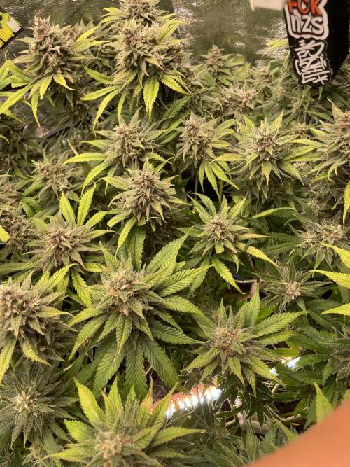 auto COOKIES. Week 10