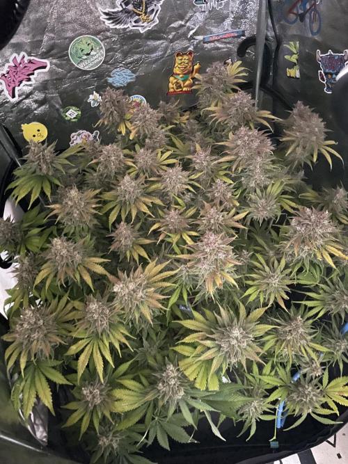 auto COOKIES. Week 11