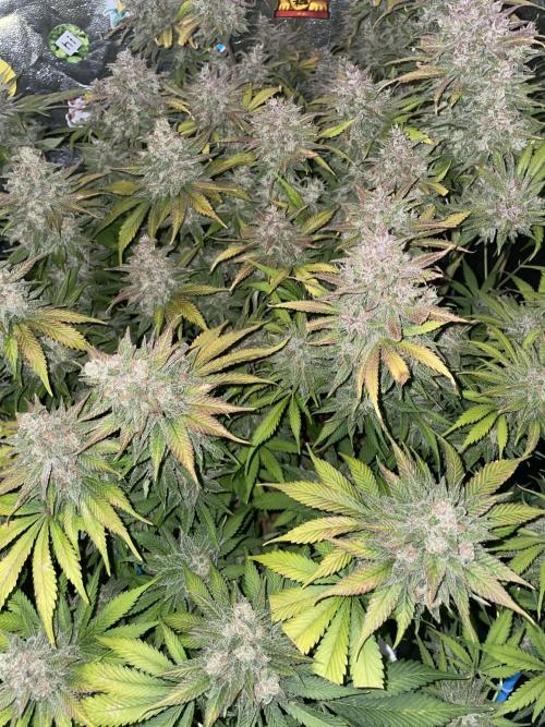 auto COOKIES. Week 11