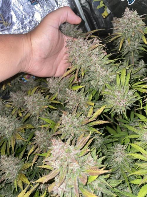 auto COOKIES. Week 11