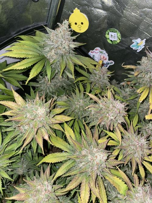 auto COOKIES. Week 11