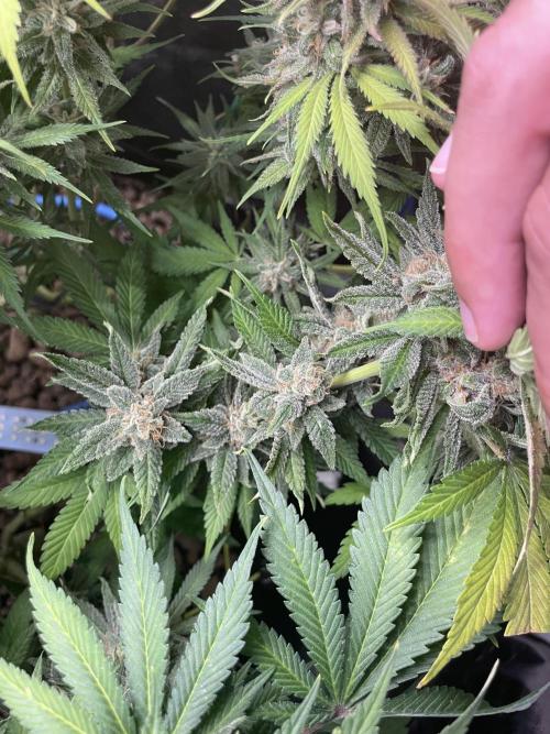 auto COOKIES. Week 11 - LMC