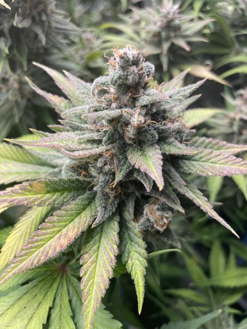 auto COOKIES. Week 11