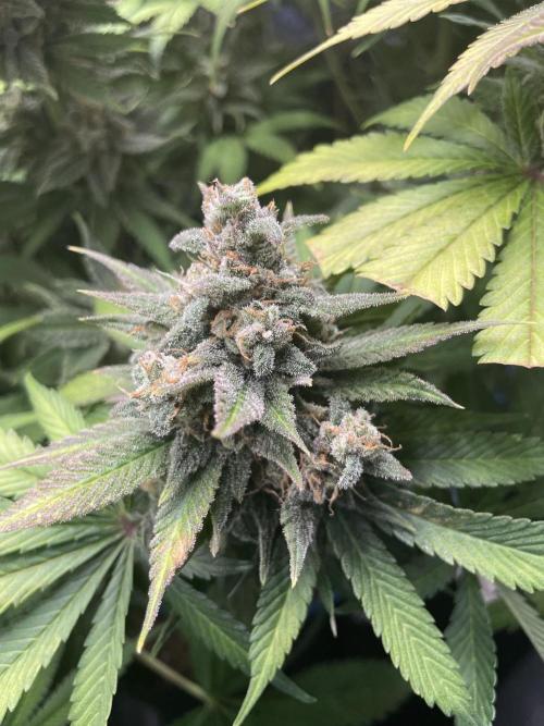 auto COOKIES. Week 11 - LMC