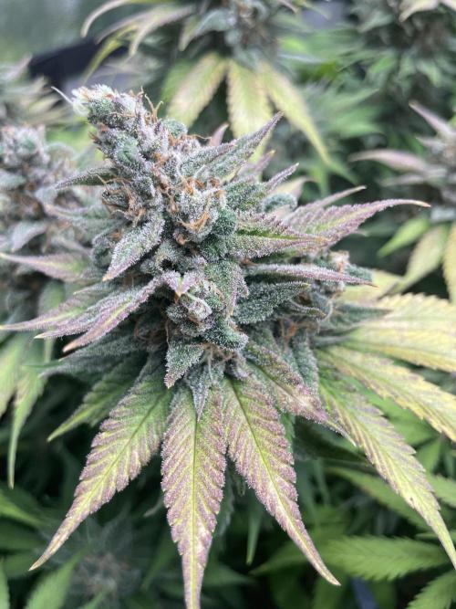 auto COOKIES. Week 11
