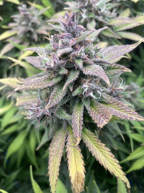 auto COOKIES. Week 11 - TC