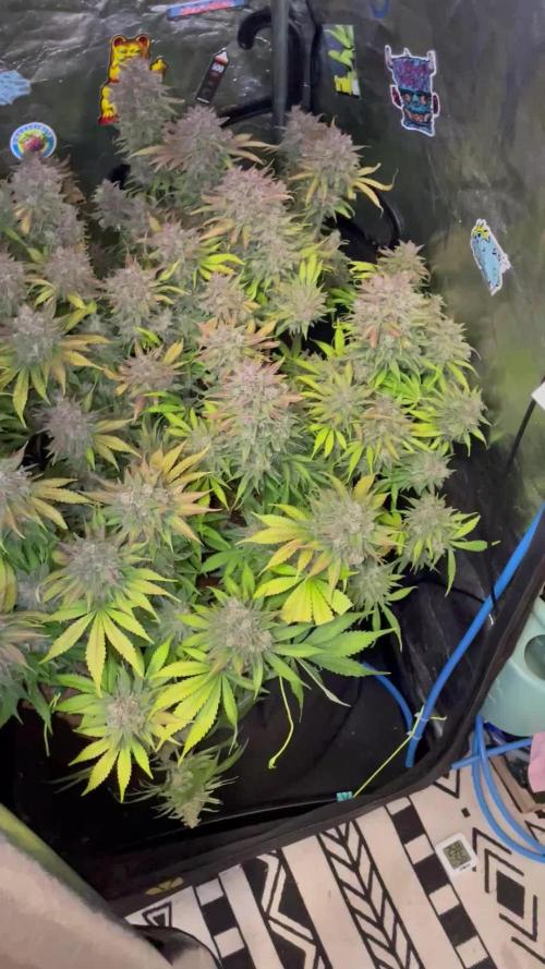 auto COOKIES