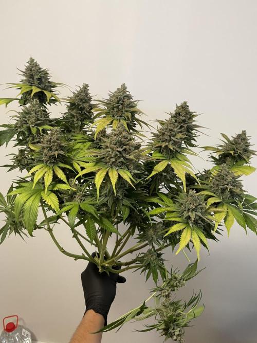 auto COOKIES. Week 12