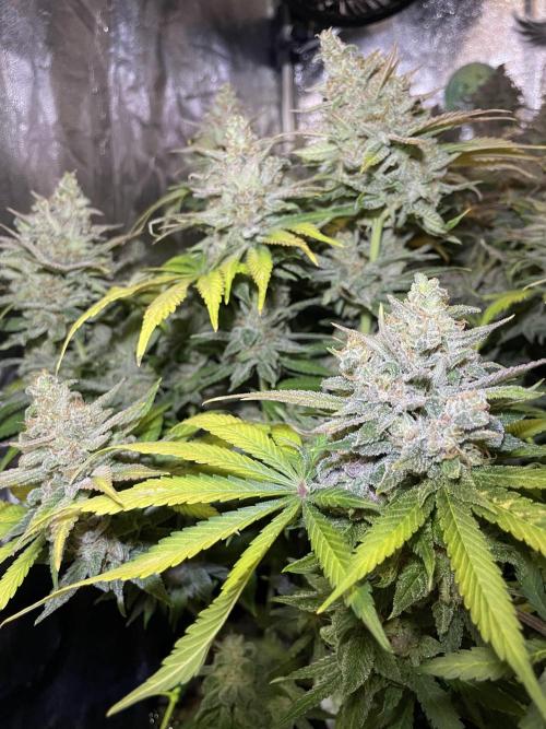 auto COOKIES. Week 12