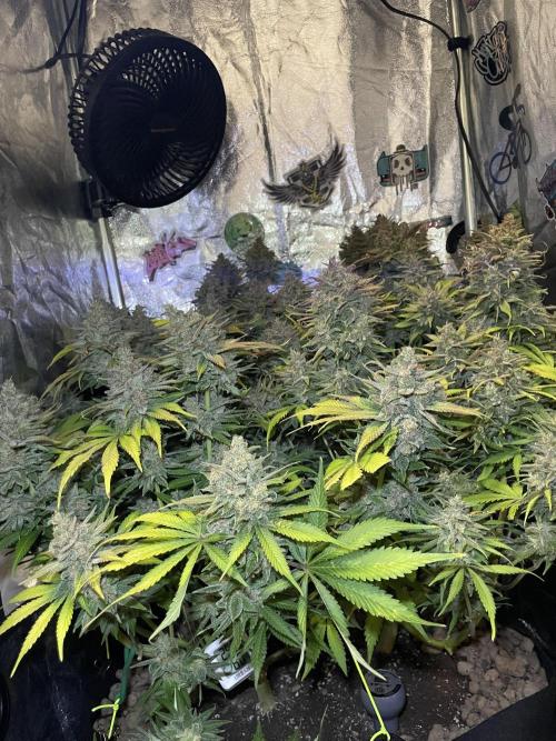 auto COOKIES. Week 12