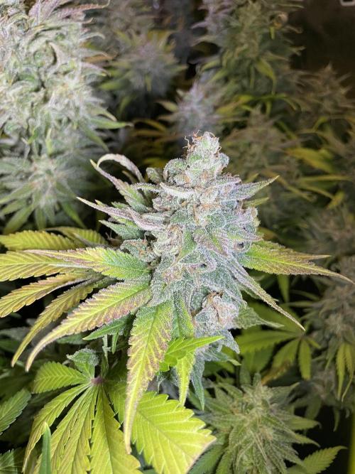 auto COOKIES. Week 12